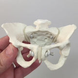Deluxe Mini - Model Set With Flexible Pelvis | Healthcare Training Model - Buy Medical Supplies Online Canada