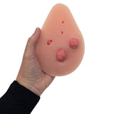 Interchangeable Nodules BSE Model | Healthcare Training Model - Buy Medical Supplies Online Canada