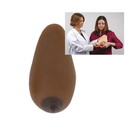 Lactation Model | Healthcare Training Model - Buy Medical Supplies Online Canada