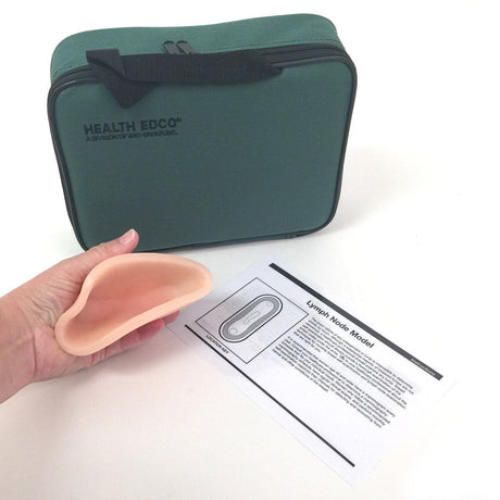 Lymph Node Model | Healthcare Training Model - Buy Medical Supplies Online Canada