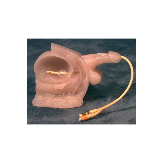 Male Catheter Model | Healthcare Training Model - Buy Medical Supplies Online Canada