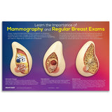 Learn the Importance of Mammography Display | Healthcare Training Model - Buy Medical Supplies Online Canada