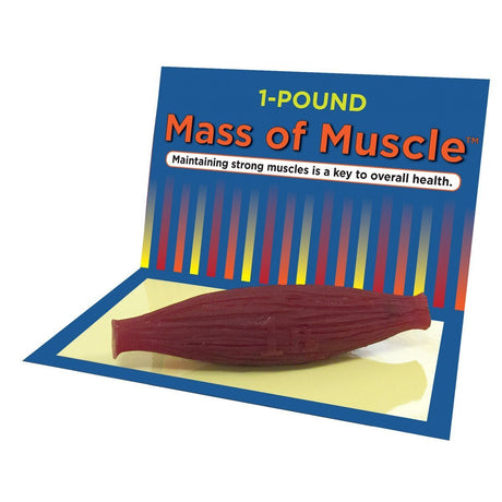 Mass Of Muscle (1 lb) | Healthcare Training Model - Buy Medical Supplies Online Canada
