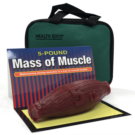 Mass of Muscle (5 lb) | Healthcare Training Model - Buy Medical Supplies Online Canada