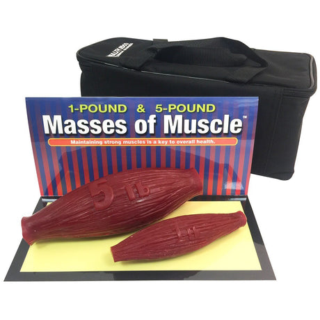 Masses Of Muscle Model Set (1 lb and 5 lb) | Healthcare Training Model - Buy Medical Supplies Online Canada