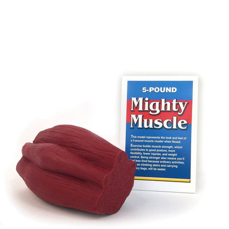 Mighty Muscle (5 lb) | Healthcare Training Model - Buy Medical Supplies Online Canada
