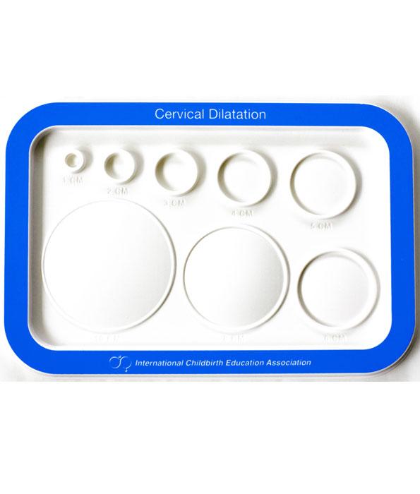 Moulded Plastic Dilatation Chart – Cervical Dilation Teaching Model