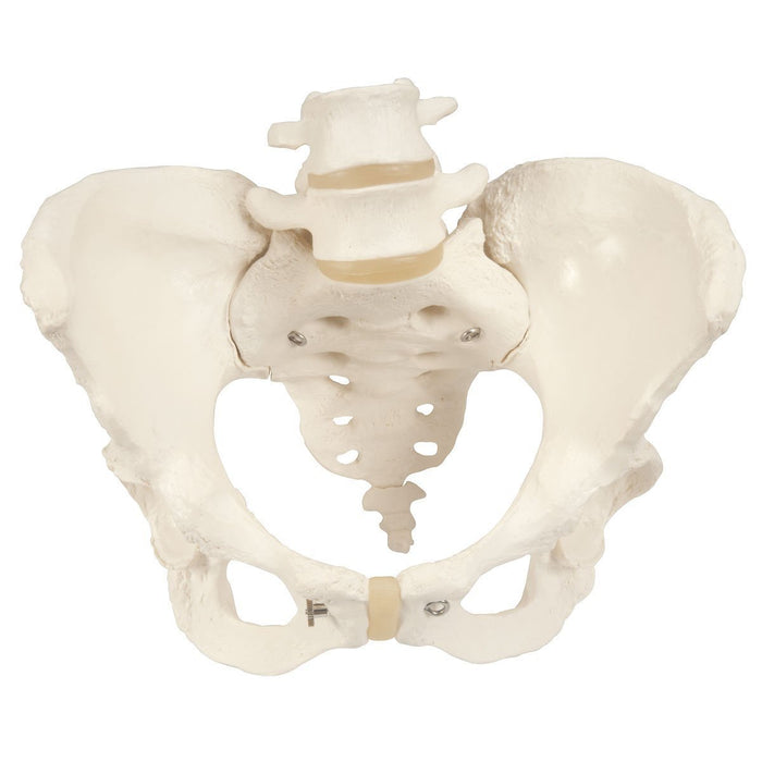 Female Pelvis Model with Adjustable Screws | Obstetric & Anatomical Training Aid