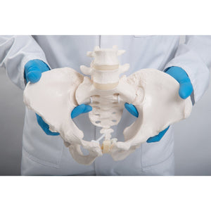 Pelvis Model ~ Bungee Flexible-Teaching Aids-Birth Supplies Canada