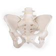 Pelvis Model ~ Bungee Flexible-Teaching Aids-Birth Supplies Canada