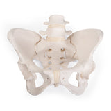 Pelvis Model ~ Bungee Flexible-Teaching Aids-Birth Supplies Canada