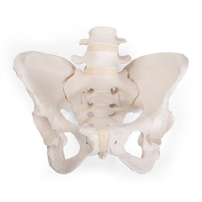 Flexible Bungee Pelvis Model | Anatomical & Obstetric Training Aid