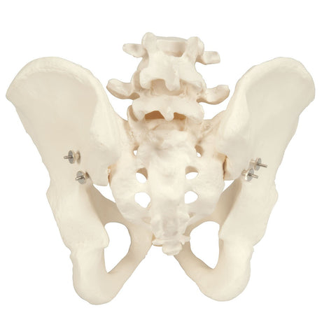 Female Pelvis Model with Adjustable Screws | Obstetric & Anatomical Training Aid - Buy Medical Supplies Online Canada