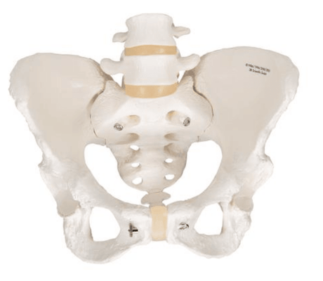 Female Pelvis Model with Adjustable Screws | Obstetric & Anatomical Training Aid - Buy Medical Supplies Online Canada