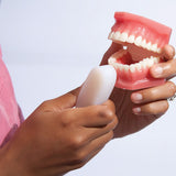 Plaque Hunter Demonstration Model | Healthcare Training Model - Buy Medical Supplies Online Canada