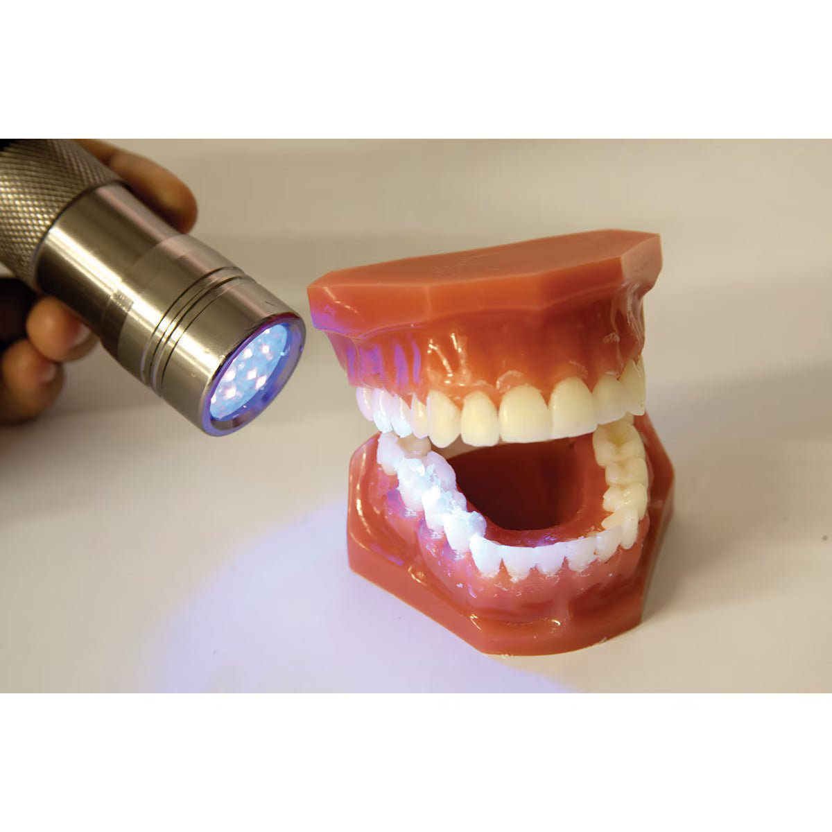 Plaque Hunter Demonstration Model | Healthcare Training Model - Buy Medical Supplies Online Canada