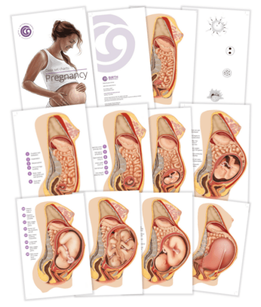 Maternity Chart.pdf Pregnancy Charts Desk Set | Fetal Development Visual Guide for Midwives ...
