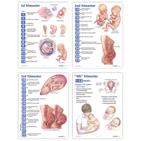 4 Trimesters of Childbearing Charts, English (4) | Healthcare Training Model - Buy Medical Supplies Online Canada
