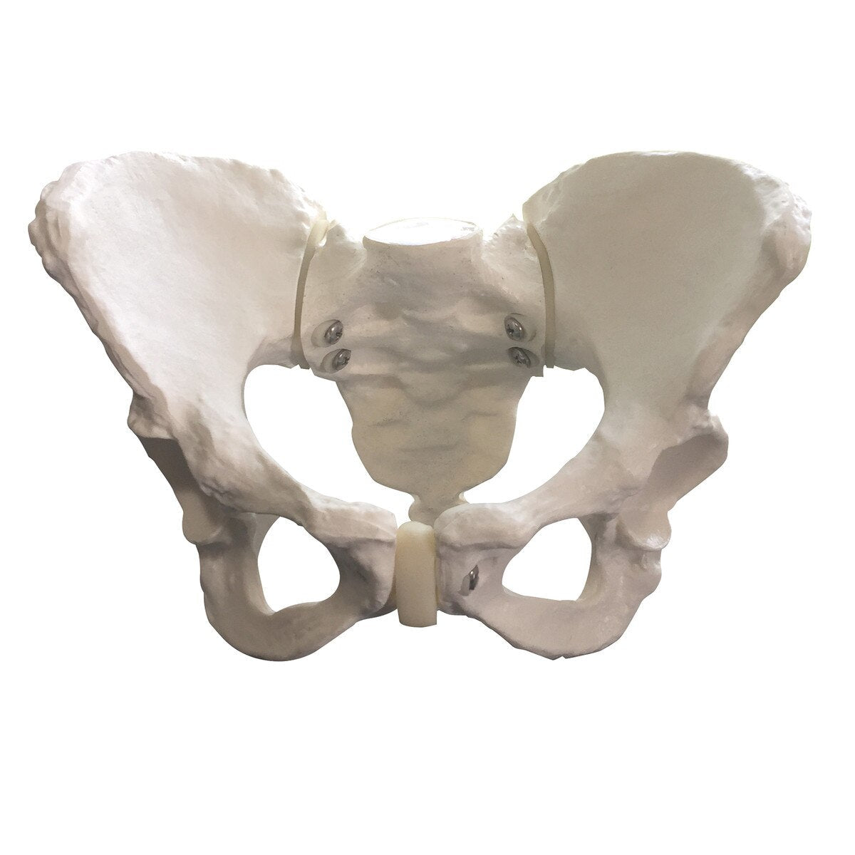 Standard Pelvis | Healthcare Training Model - Buy Medical Supplies Online Canada