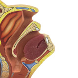 Swab Test Training Model | Healthcare Training Model - Buy Medical Supplies Online Canada