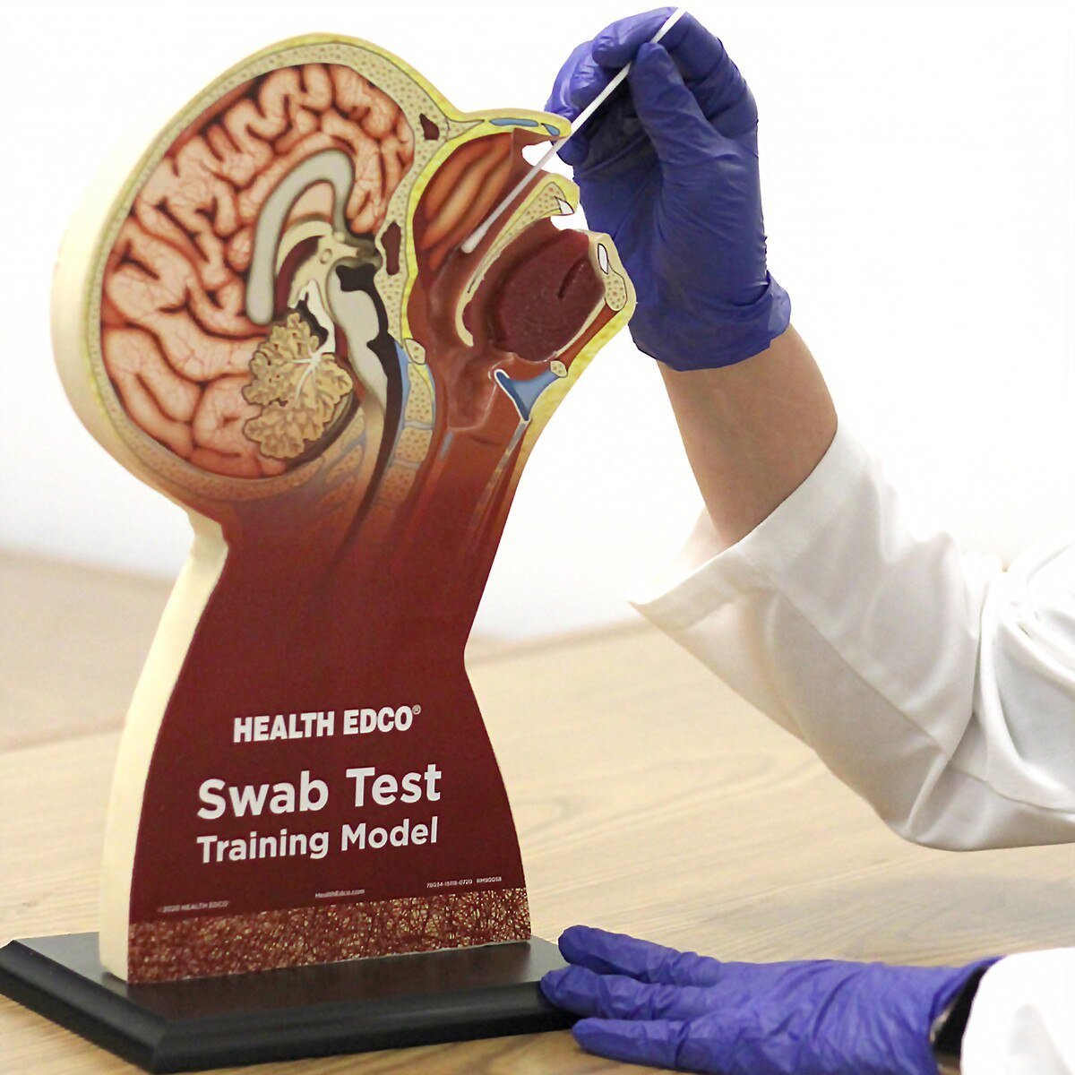 Swab Test Training Model | Healthcare Training Model - Buy Medical Supplies Online Canada