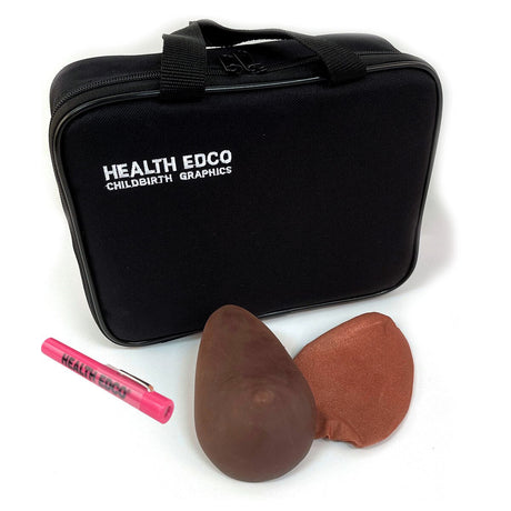 Teen BSE Model | Healthcare Training Model - Buy Medical Supplies Online Canada