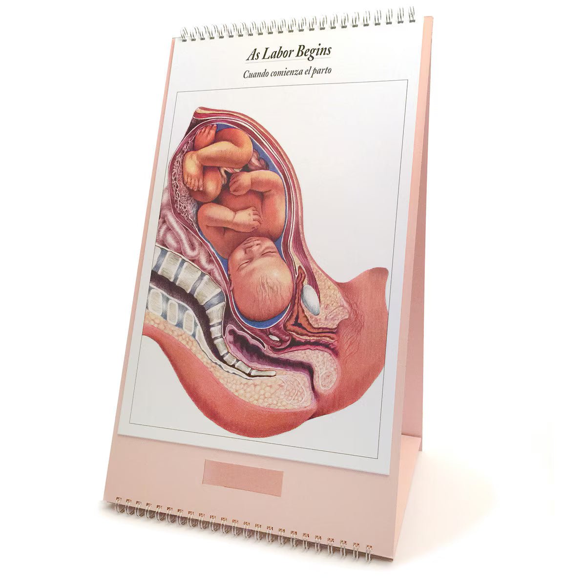 The Process of Giving Birth Flip Chart, English/Spanish - Buy Medical Supplies Online Canada