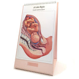 The Process of Giving Birth Flip Chart, English/Spanish - Buy Medical Supplies Online Canada