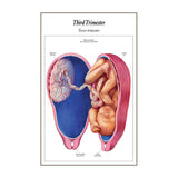 The Process of Giving Birth Flip Chart, English/Spanish - Buy Medical Supplies Online Canada