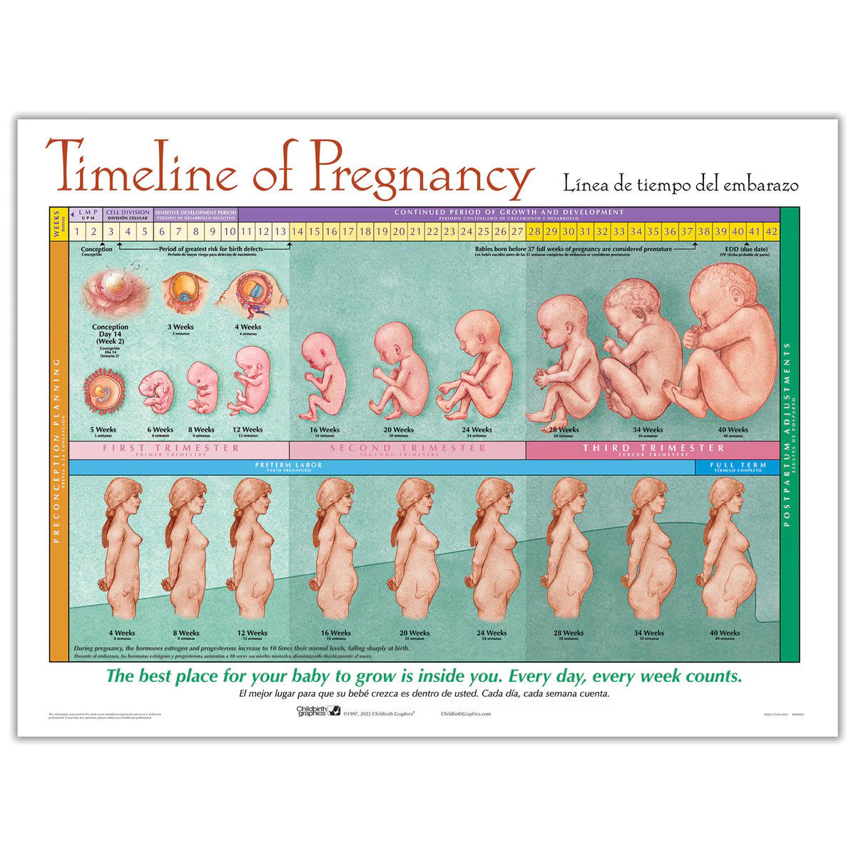 Timeline of Pregnancy Chart | Healthcare Training Model - Buy Medical Supplies Online Canada