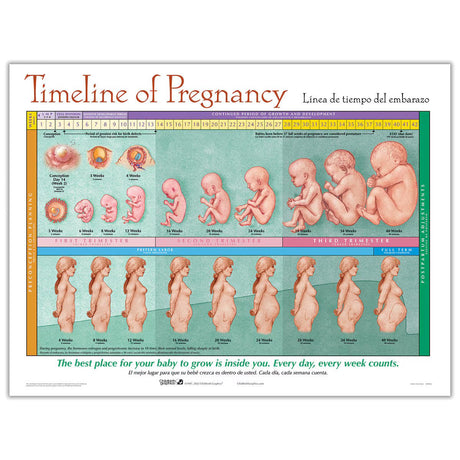 Timeline of Pregnancy Chart | Healthcare Training Model - Buy Medical Supplies Online Canada