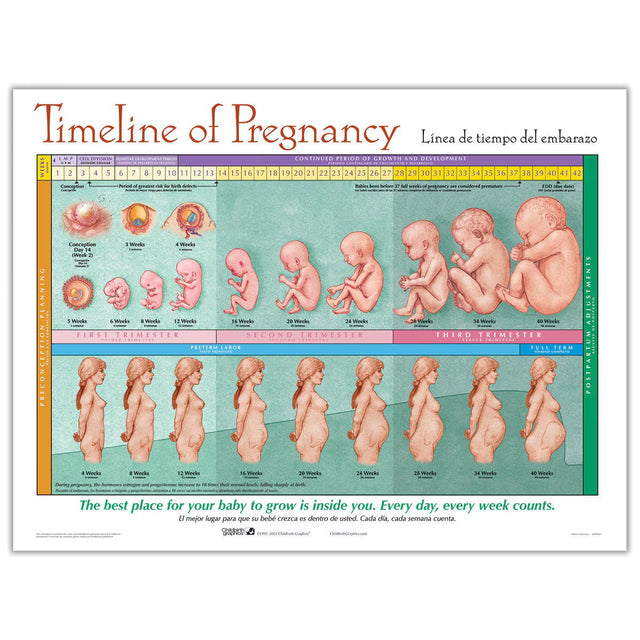 Timeline of Pregnancy Chart | Healthcare Training Model - Buy Medical Supplies Online Canada