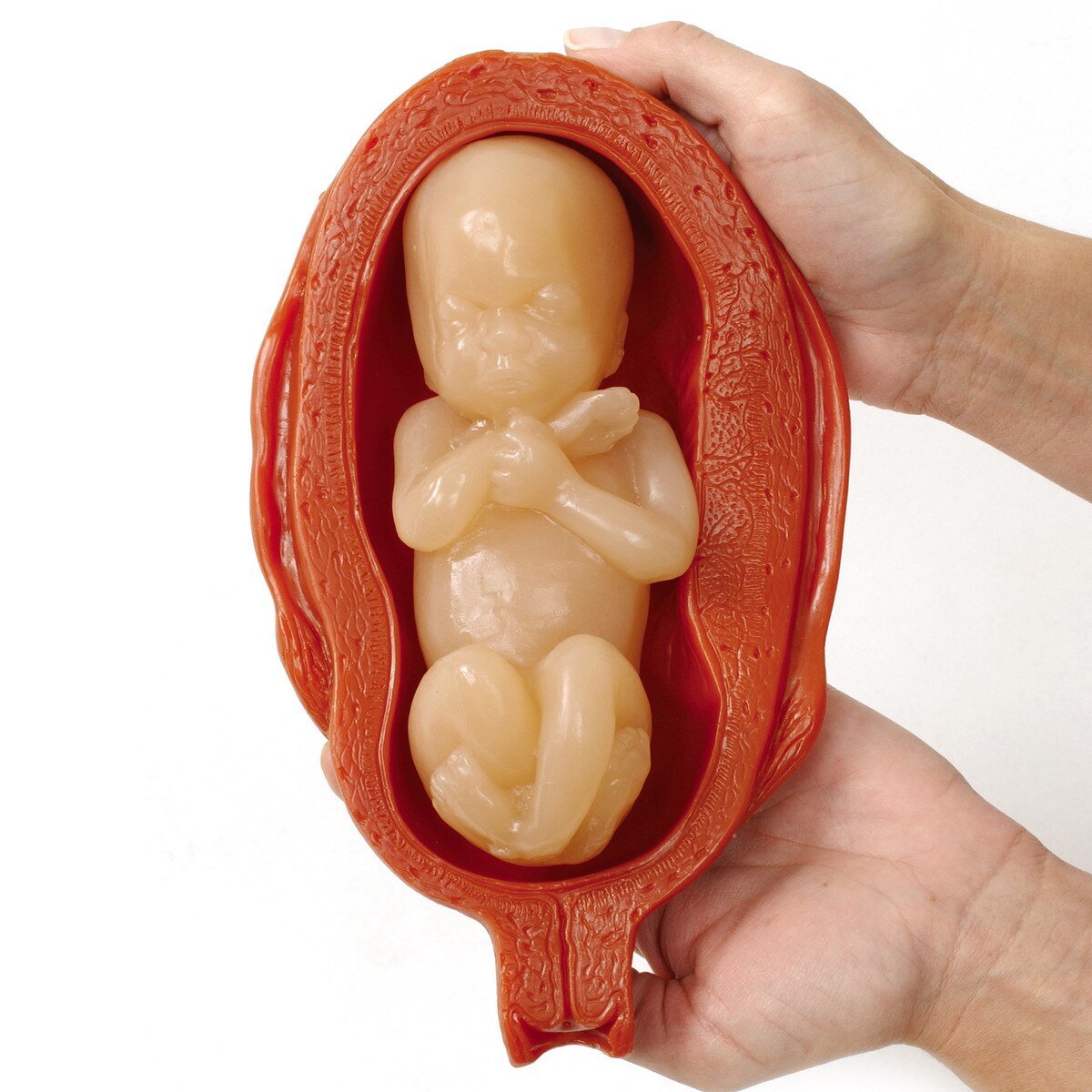 Uterus/Fetus Model Set (5) | Healthcare Training Model - Buy Medical Supplies Online Canada