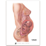 With Child™ Conception to Birth Chart Set (7) | Healthcare Training Model - Buy Medical Supplies Online Canada