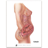 With Child™ Conception to Birth Chart Set (7) | Healthcare Training Model - Buy Medical Supplies Online Canada