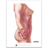 With Child™ Conception to Birth Chart Set (7) | Healthcare Training Model - Buy Medical Supplies Online Canada