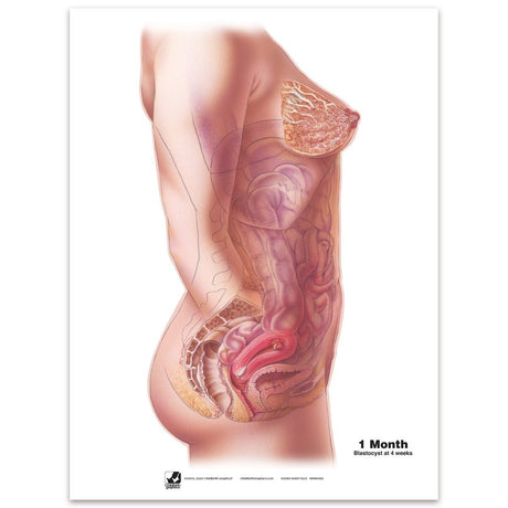With Child™ Conception to Birth Chart Set (7) | Healthcare Training Model - Buy Medical Supplies Online Canada