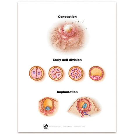 With Child™ Conception to Birth Chart Set (7) | Healthcare Training Model - Buy Medical Supplies Online Canada