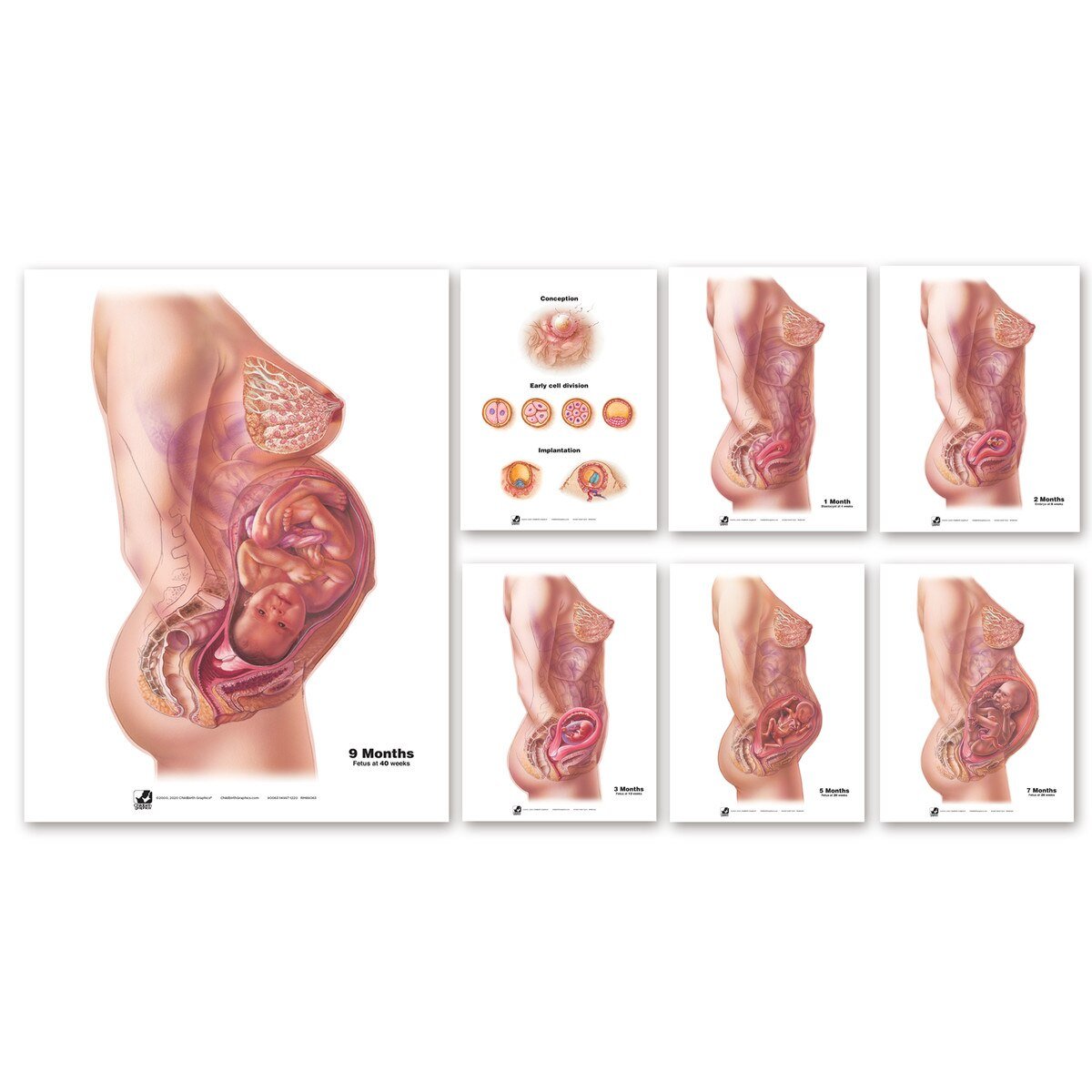 With Child™ Conception to Birth Chart Set (7) | Healthcare Training Model - Buy Medical Supplies Online Canada