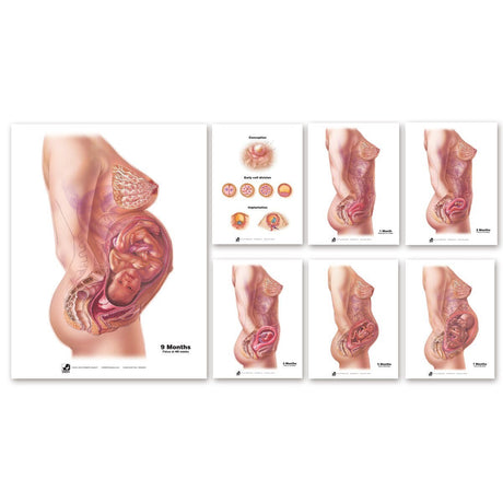With Child™ Conception to Birth Chart Set (7) | Healthcare Training Model - Buy Medical Supplies Online Canada