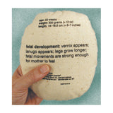 Womb to Grow™ Model Set (9) | Healthcare Training Model - Buy Medical Supplies Online Canada