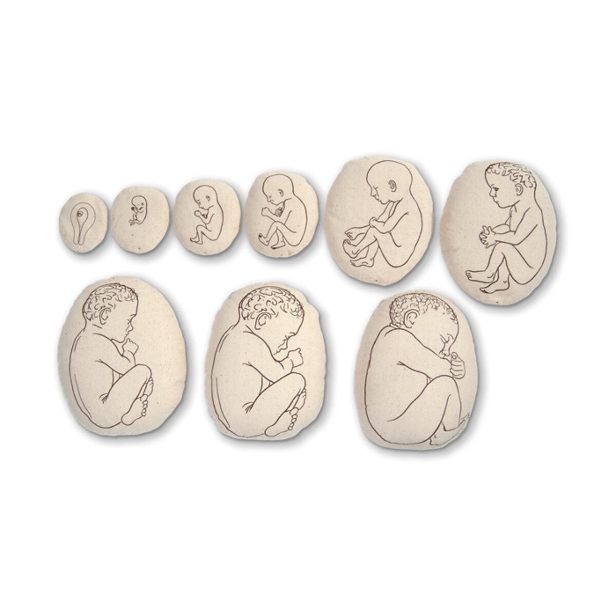 Womb to Grow™ Model Set (9) | Healthcare Training Model - Buy Medical Supplies Online Canada