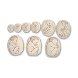 Womb to Grow™ Model Set (9) | Healthcare Training Model - Buy Medical Supplies Online Canada