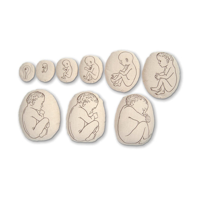 Womb to Grow™ Model Set (9) | Healthcare Training Model - Buy Medical Supplies Online Canada